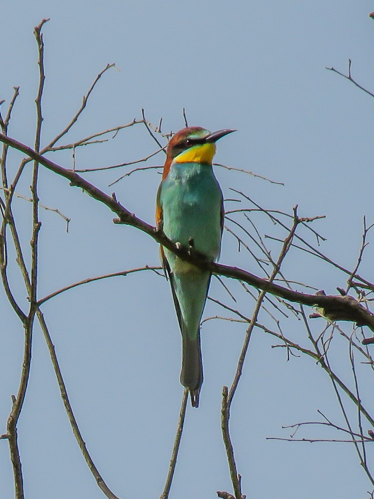 European Bee-eater - ML617172810