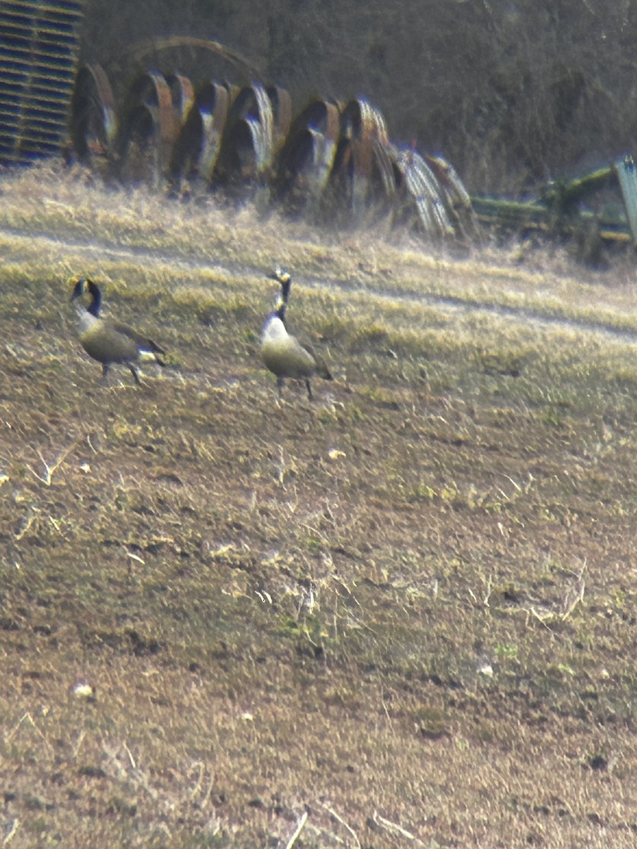 Canada Goose - ML617172840