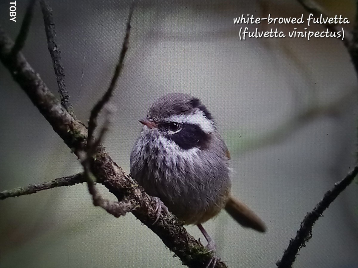 White-browed Fulvetta - ML617172864