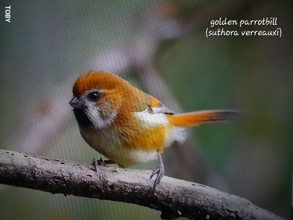 Golden Parrotbill - ML617172865