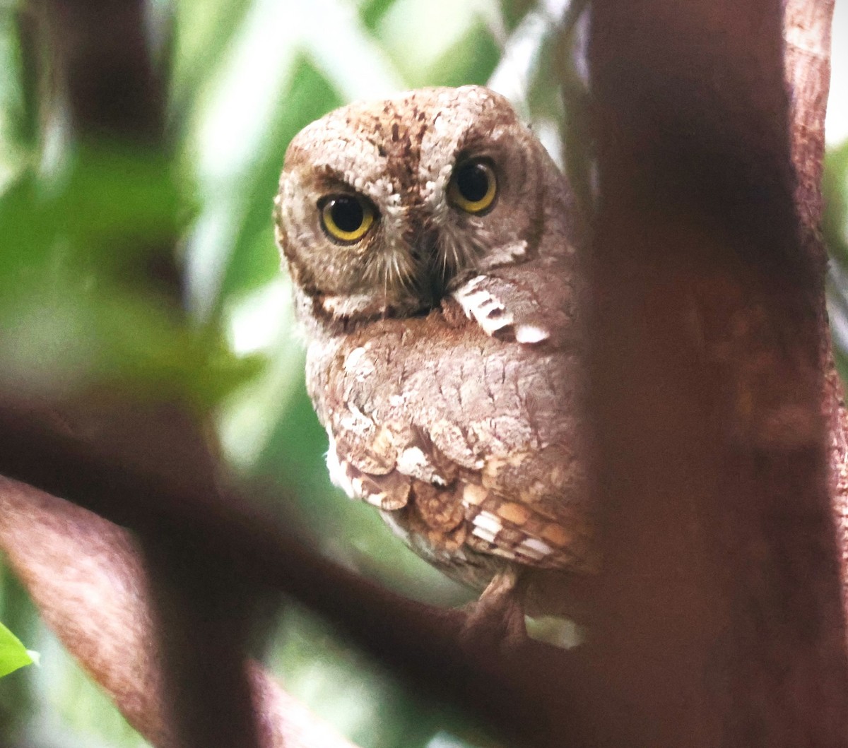 Socotra Scops-Owl - ML617172888