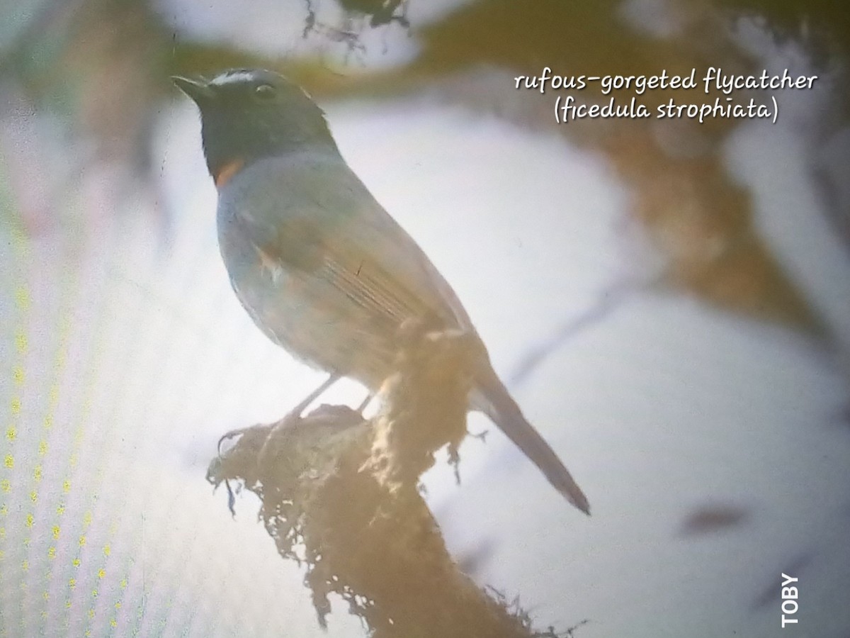 Rufous-gorgeted Flycatcher - Trung Buithanh