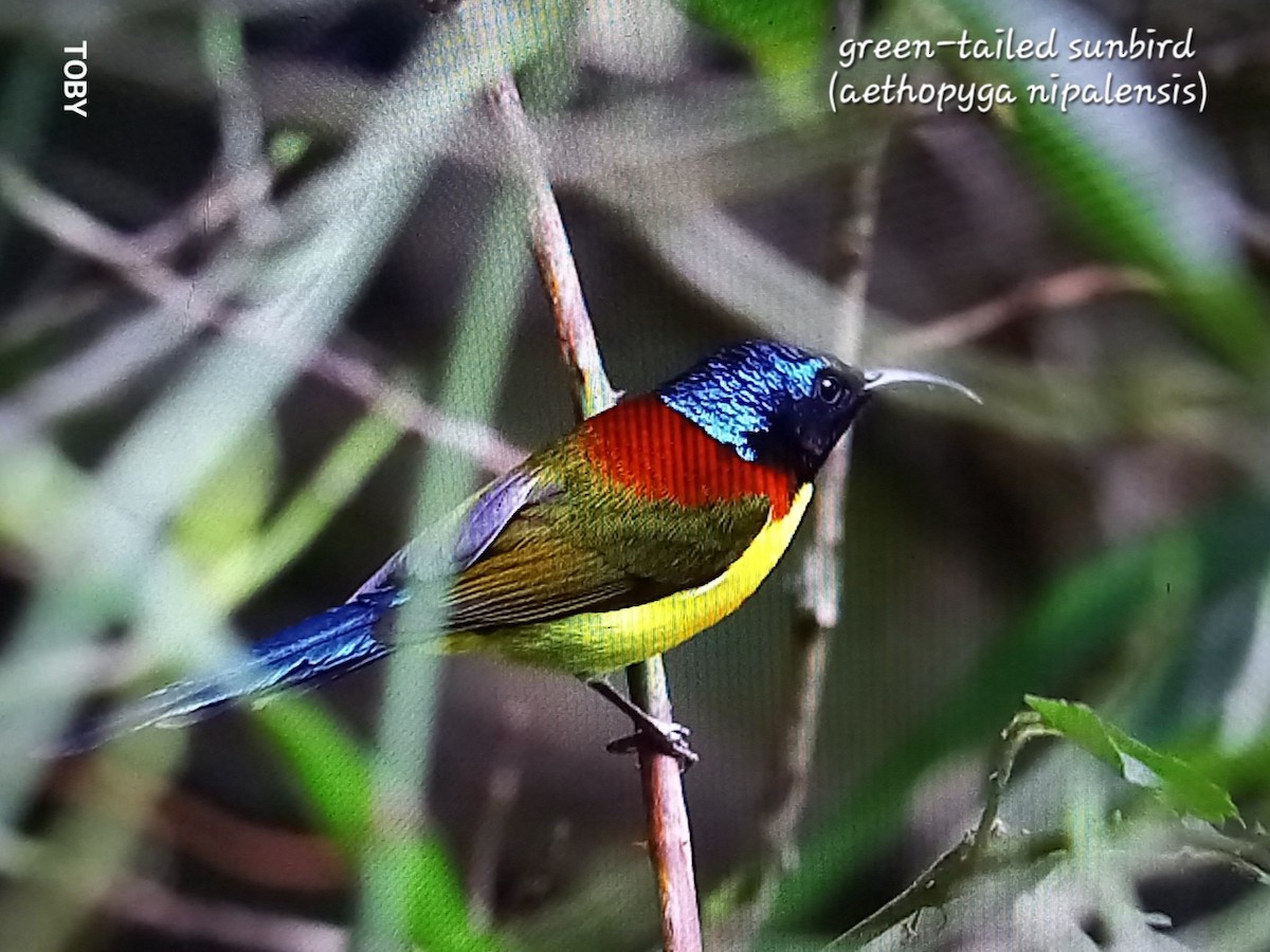 Green-tailed Sunbird - Trung Buithanh