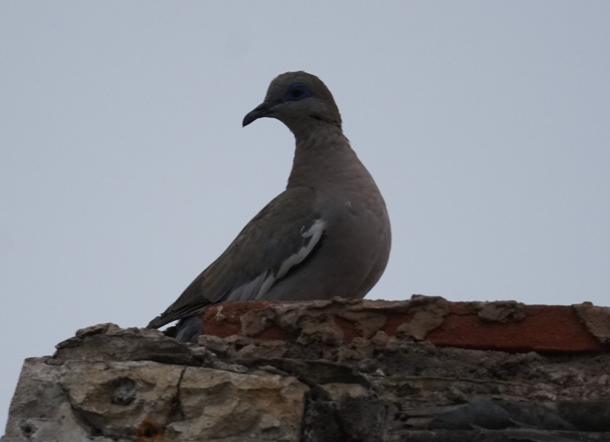 West Peruvian Dove - ML617172924