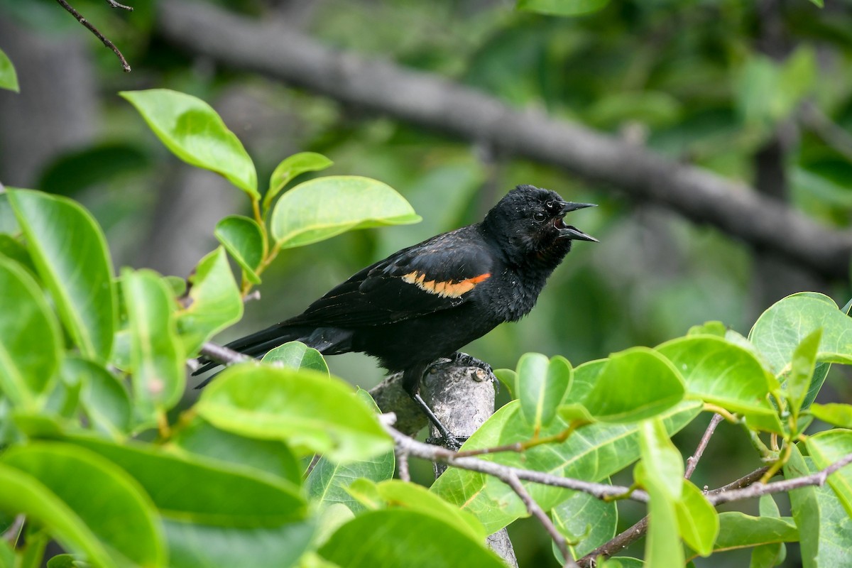 Red-winged Blackbird - ML617172941