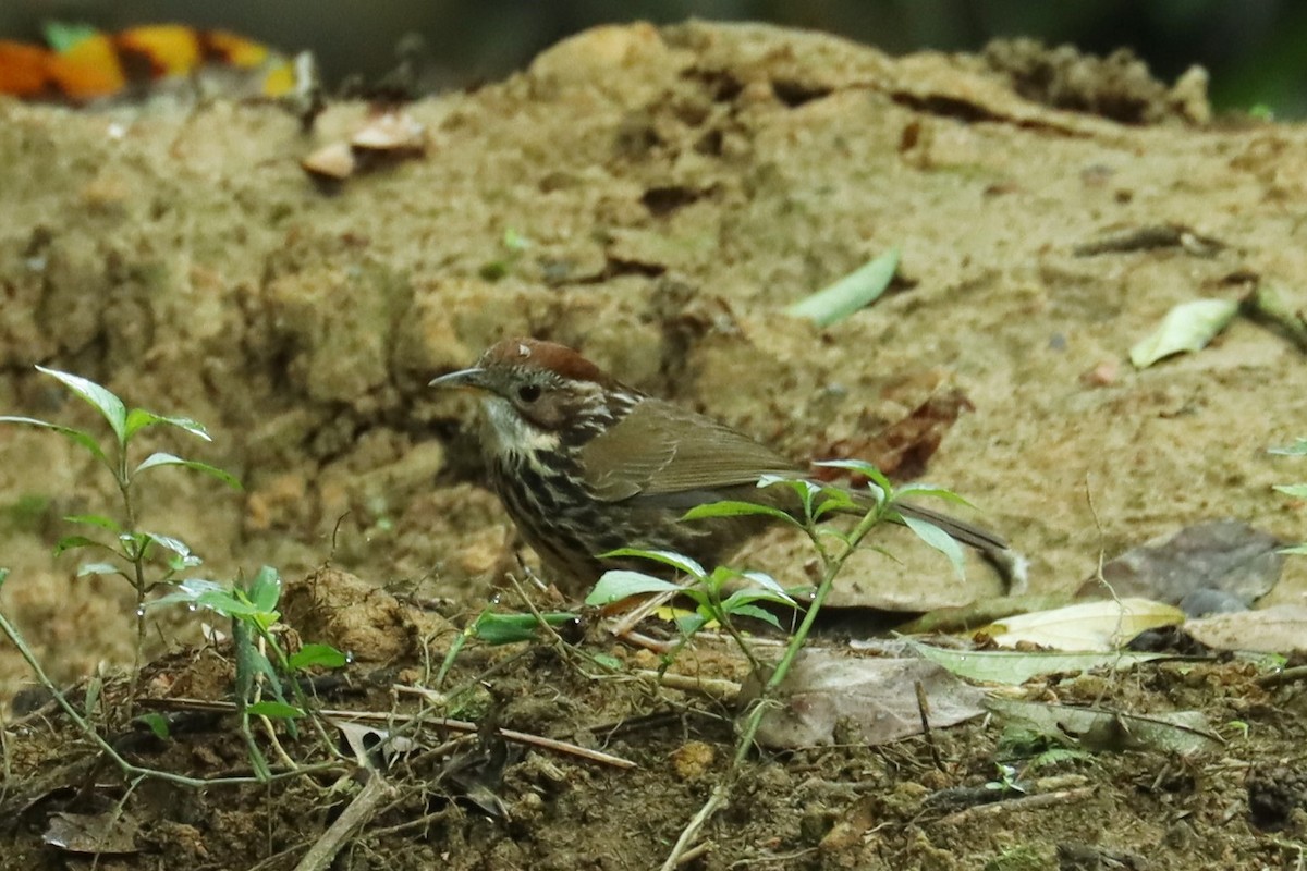 Puff-throated Babbler - Jason Estep