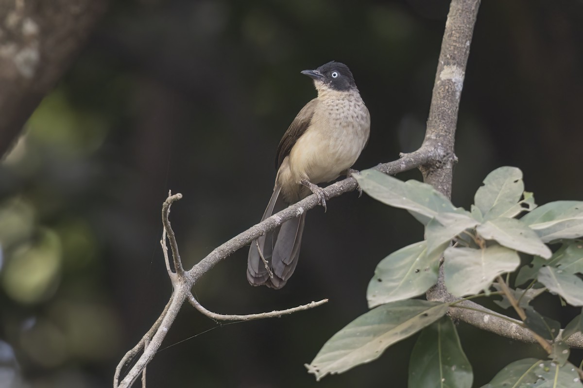 Blackcap Babbler - ML617172955