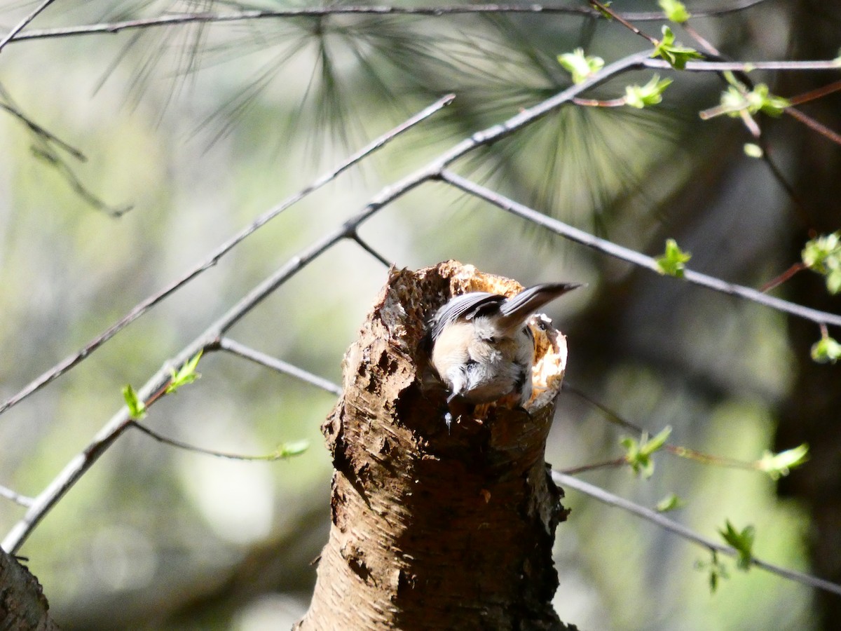 Black-capped Chickadee - ML617172971