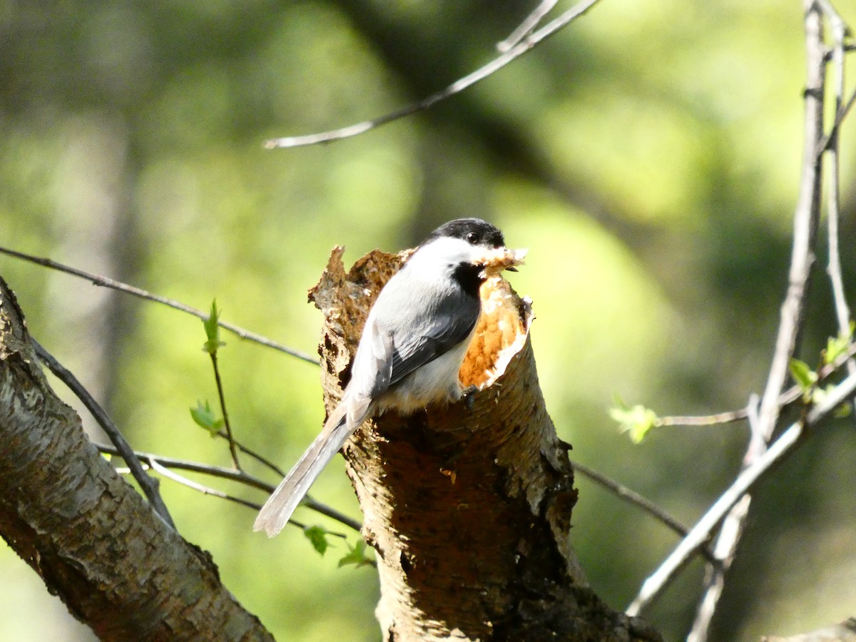 Black-capped Chickadee - ML617172972