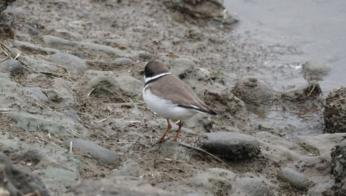 Semipalmated Plover - Paul Gössinger