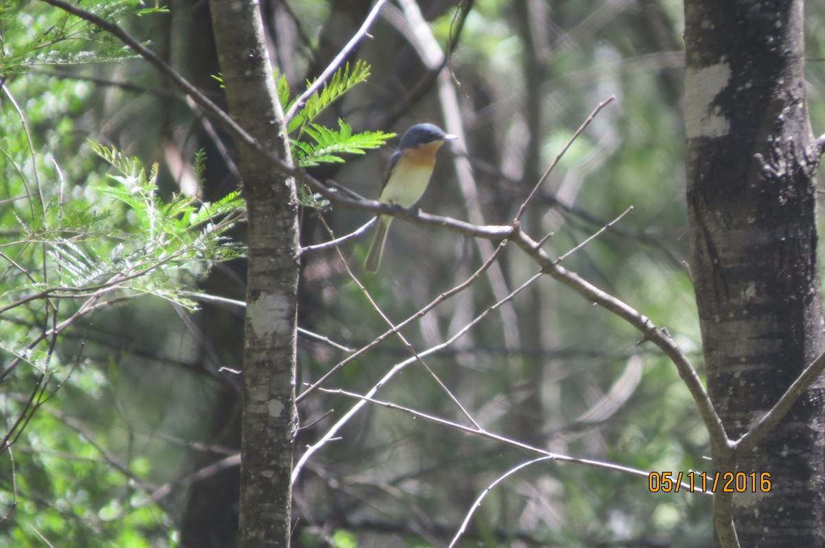 Leaden Flycatcher - ML617172977