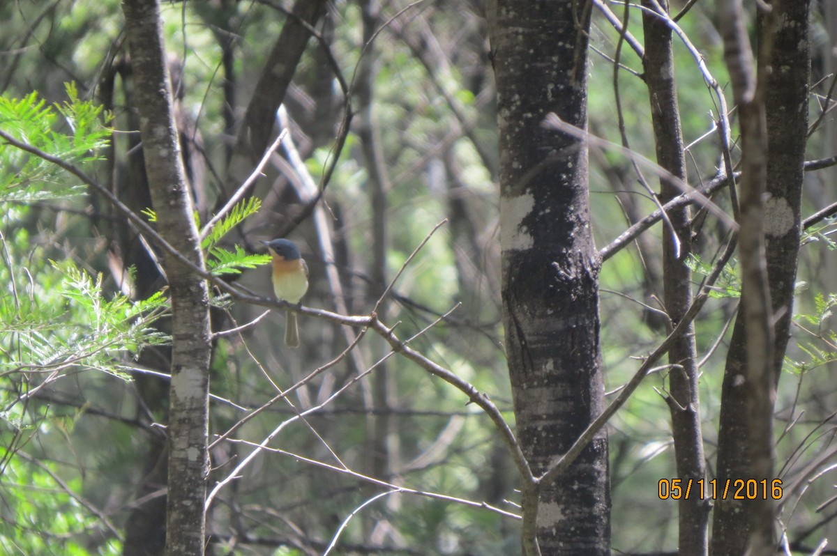 Leaden Flycatcher - ML617172984