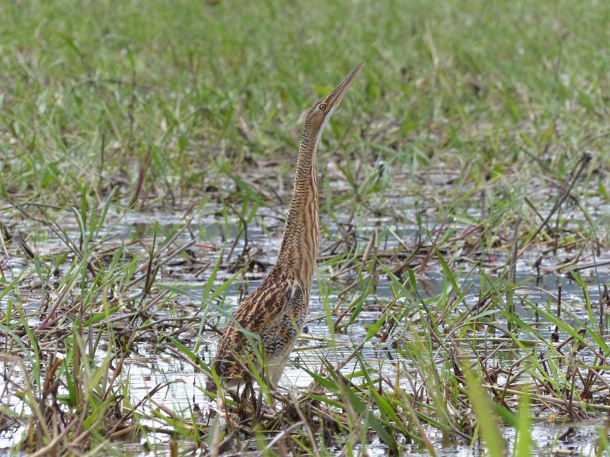 Pinnated Bittern - Guy RUFRAY