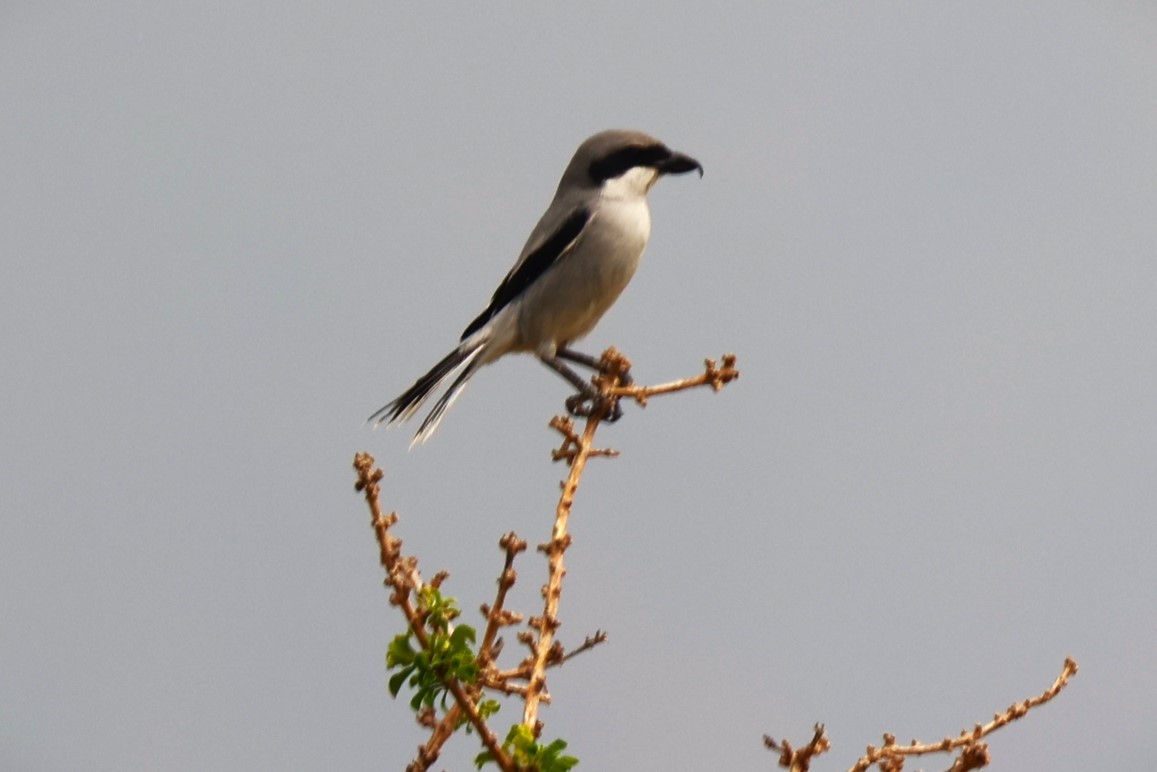 Great Gray Shrike (Socotra) - ML617173127