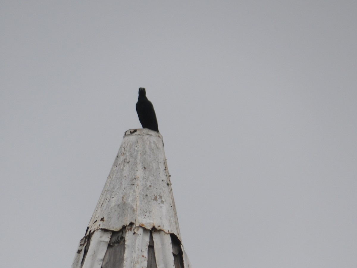 Great-tailed Grackle - ML617173138