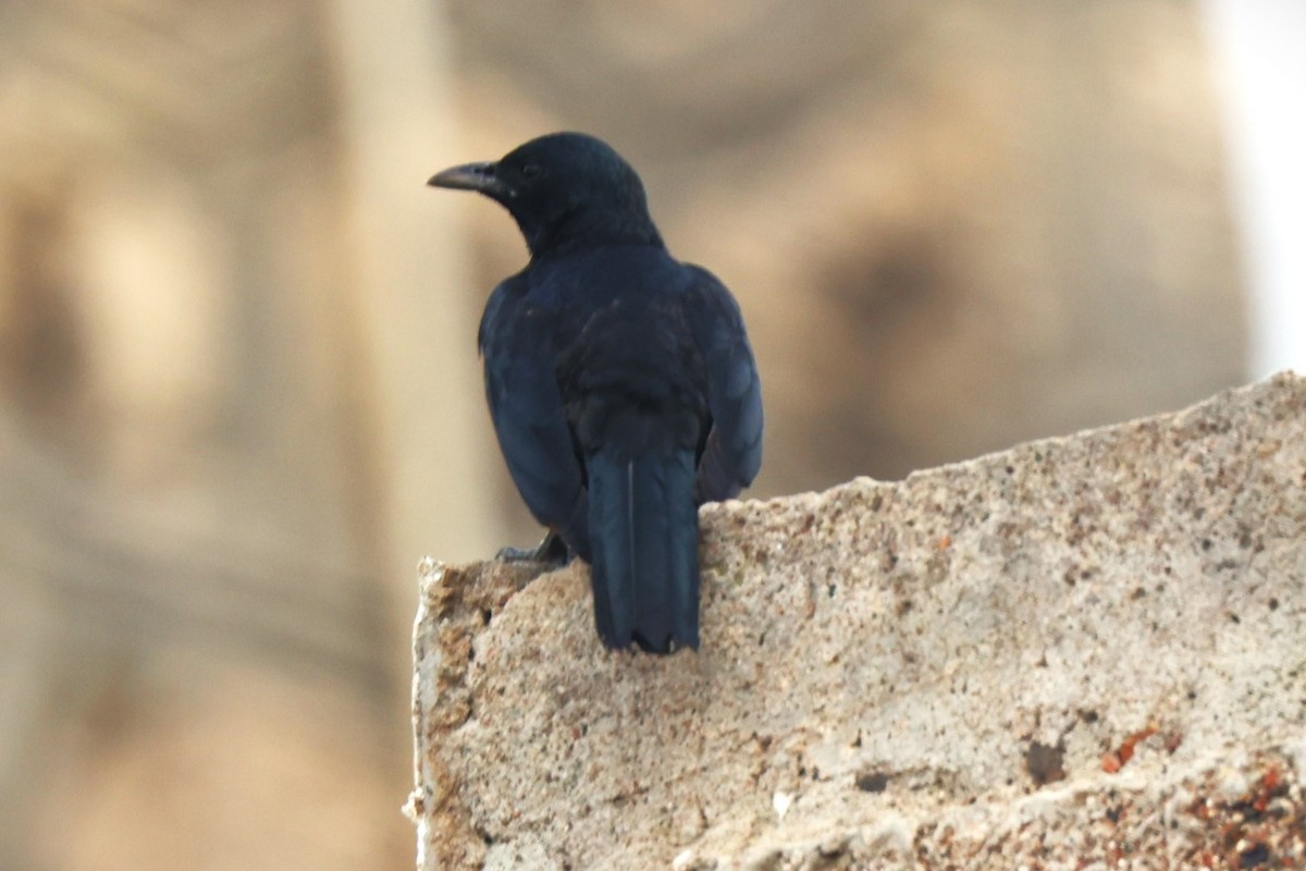 Socotra Starling - ML617173157