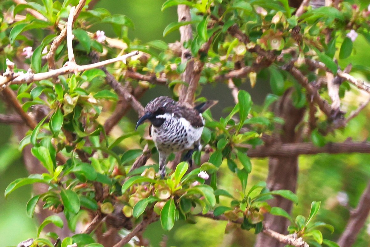 Socotra Sunbird - ML617173174