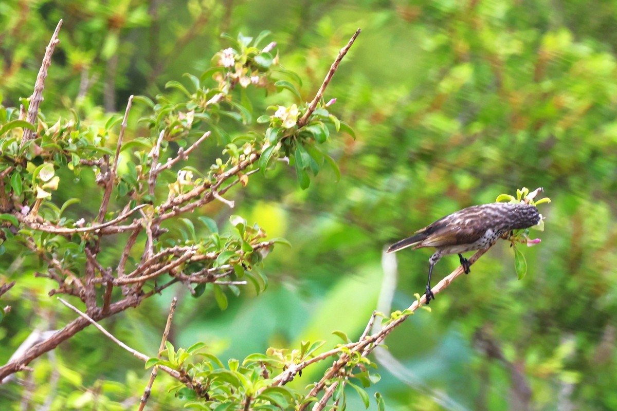 Socotra Sunbird - ML617173175