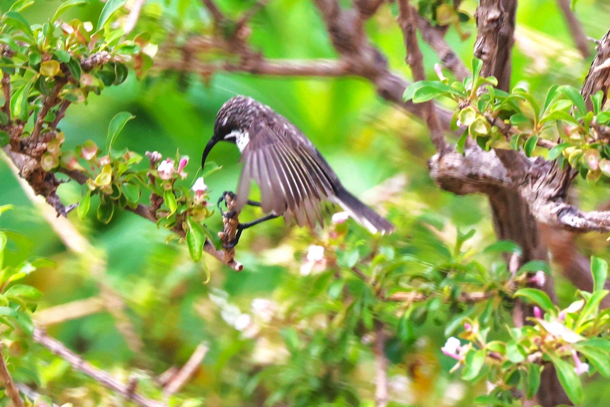 Socotra Sunbird - ML617173176