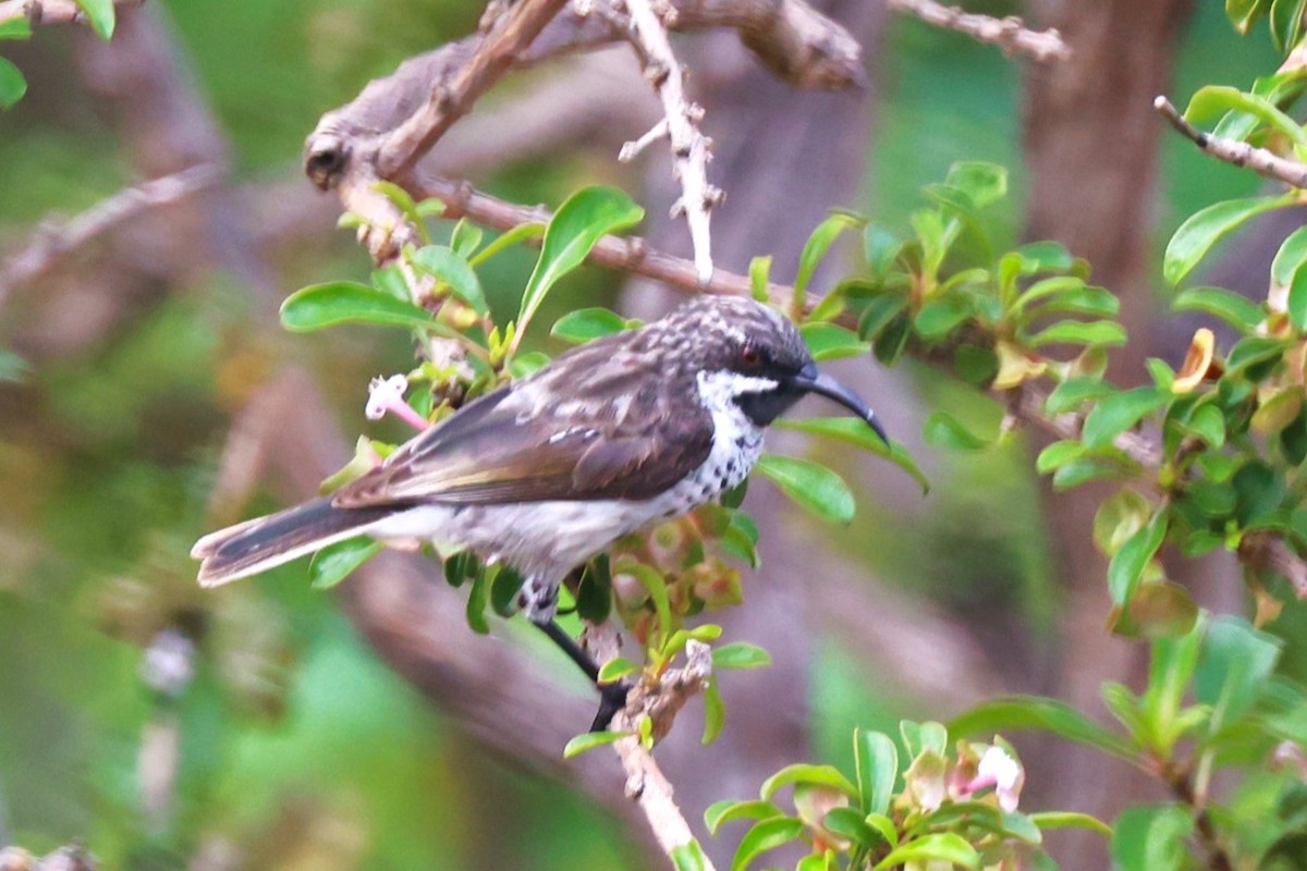 Souimanga de Socotra - ML617173177