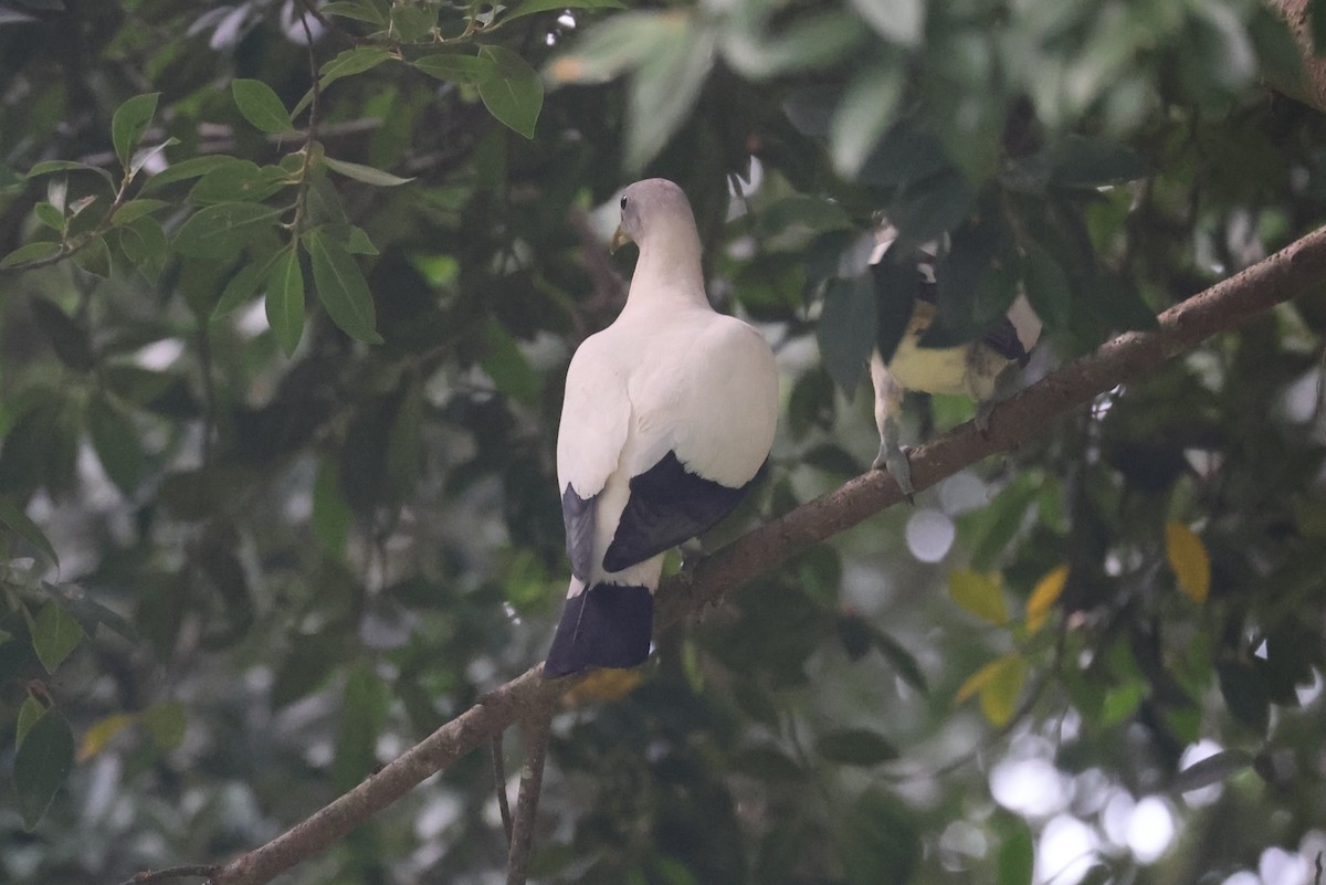 Torresian Imperial-Pigeon - Bay Amelia Reeson