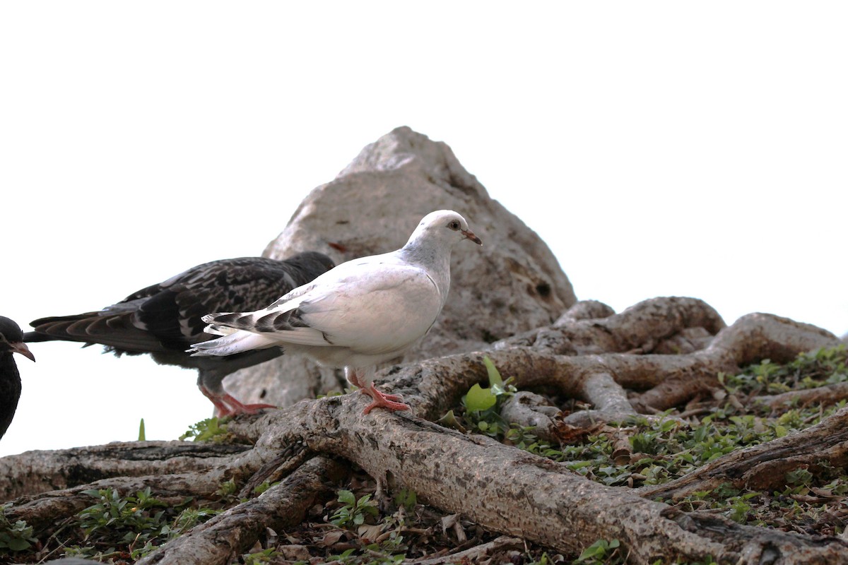 Rock Pigeon (Feral Pigeon) - ML617173192