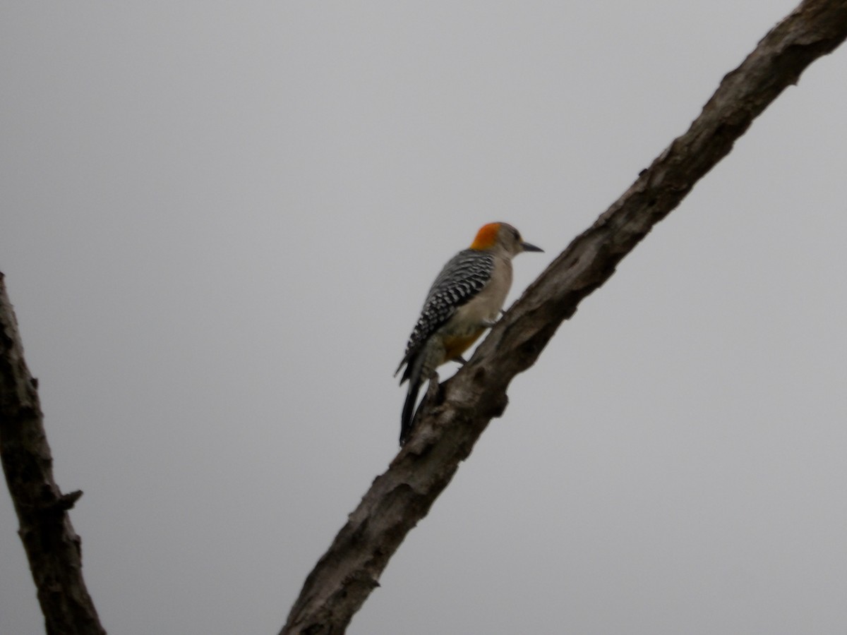 Golden-fronted Woodpecker - ML617173228