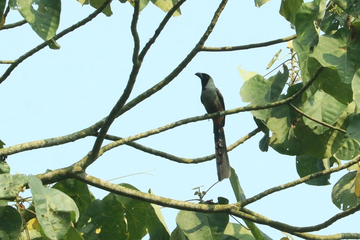 Collared Treepie - Jason Estep