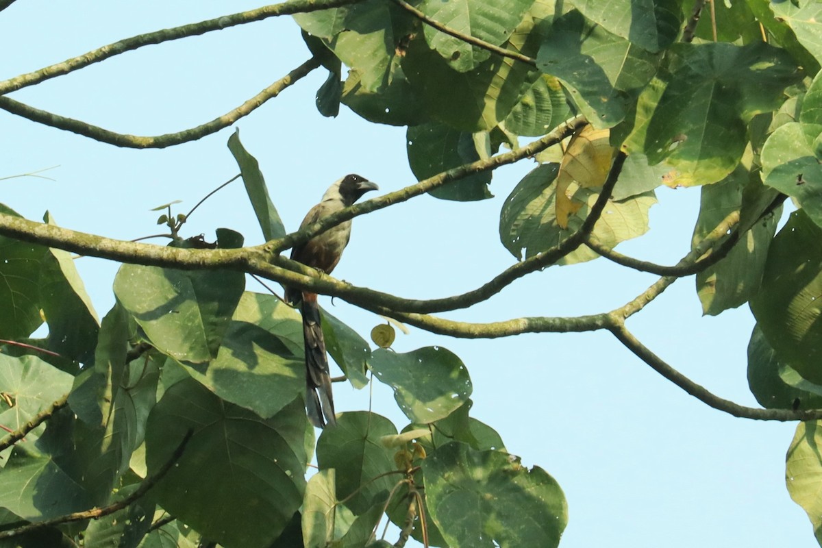 Collared Treepie - ML617173233