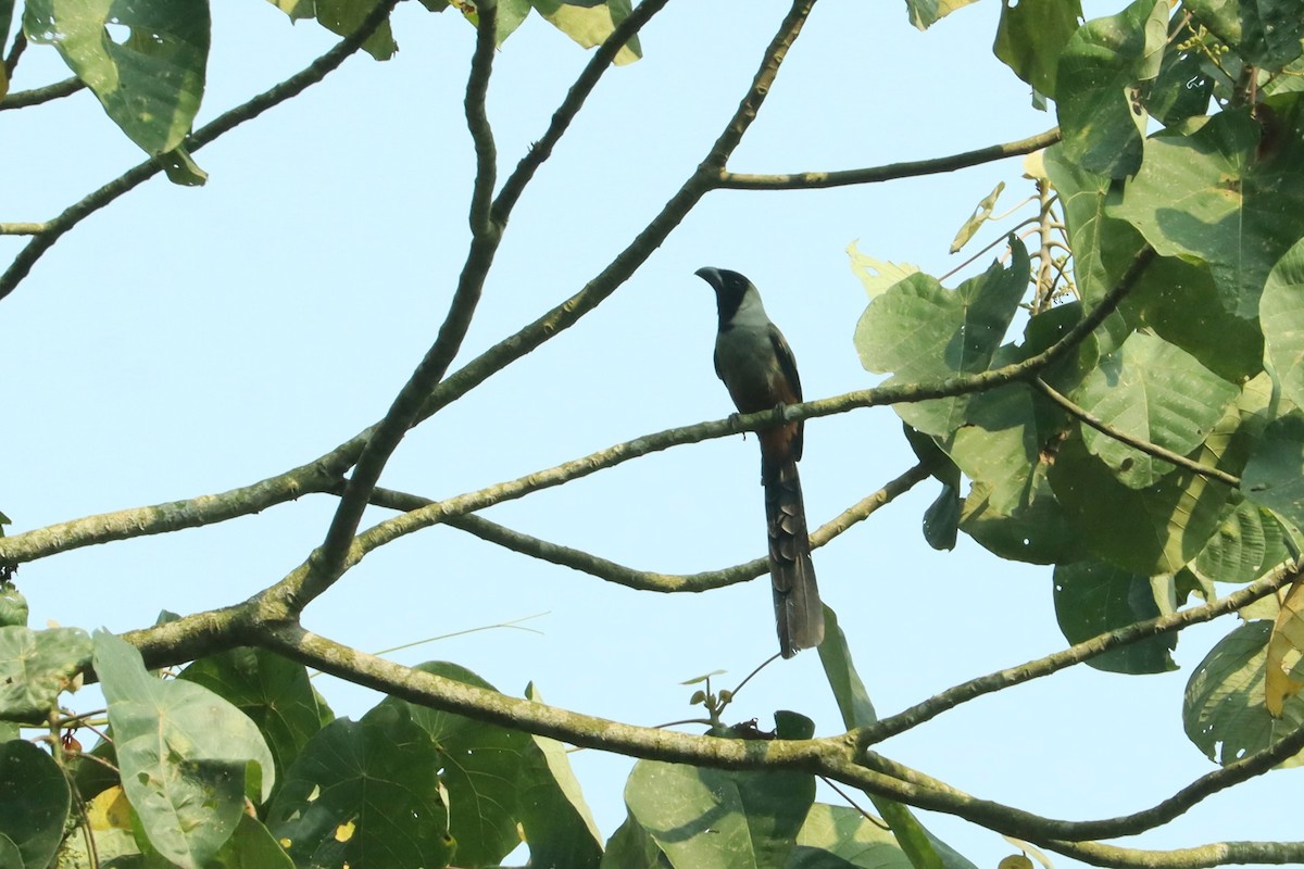 Collared Treepie - ML617173234