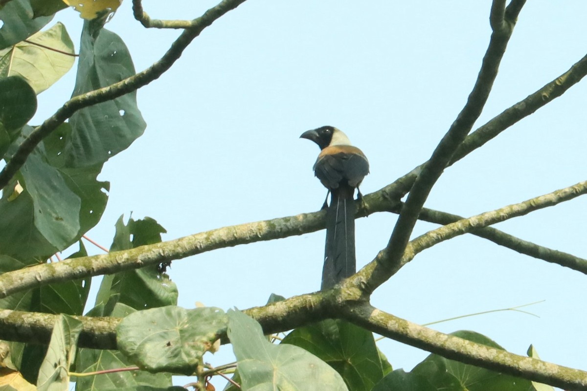 Collared Treepie - ML617173235