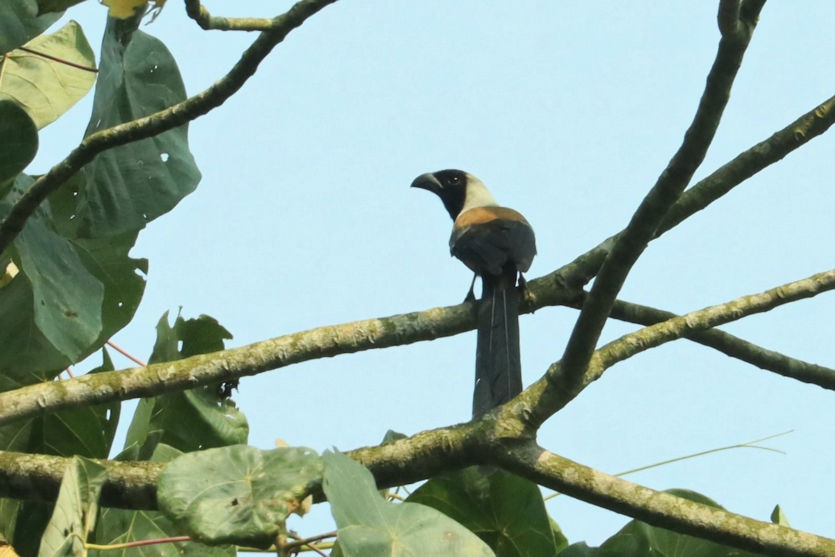 Collared Treepie - ML617173236