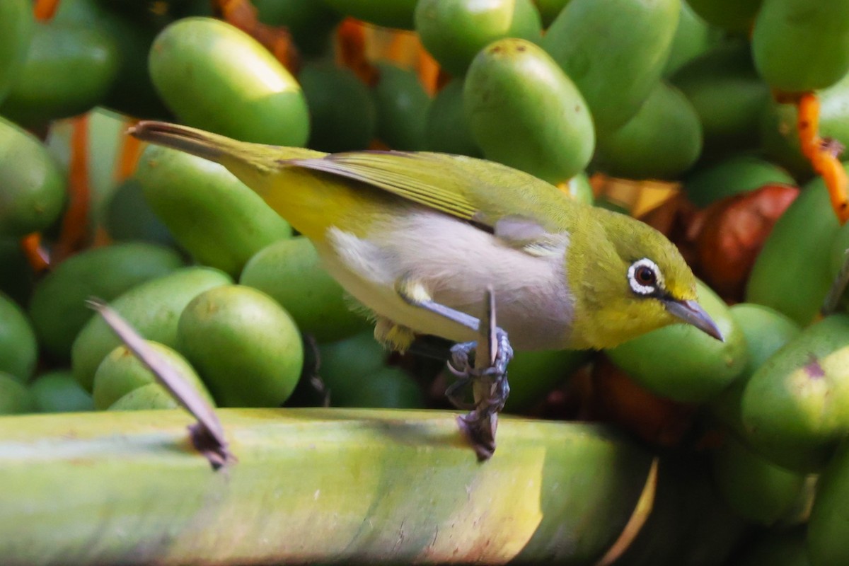 Socotra White-eye - ML617173249