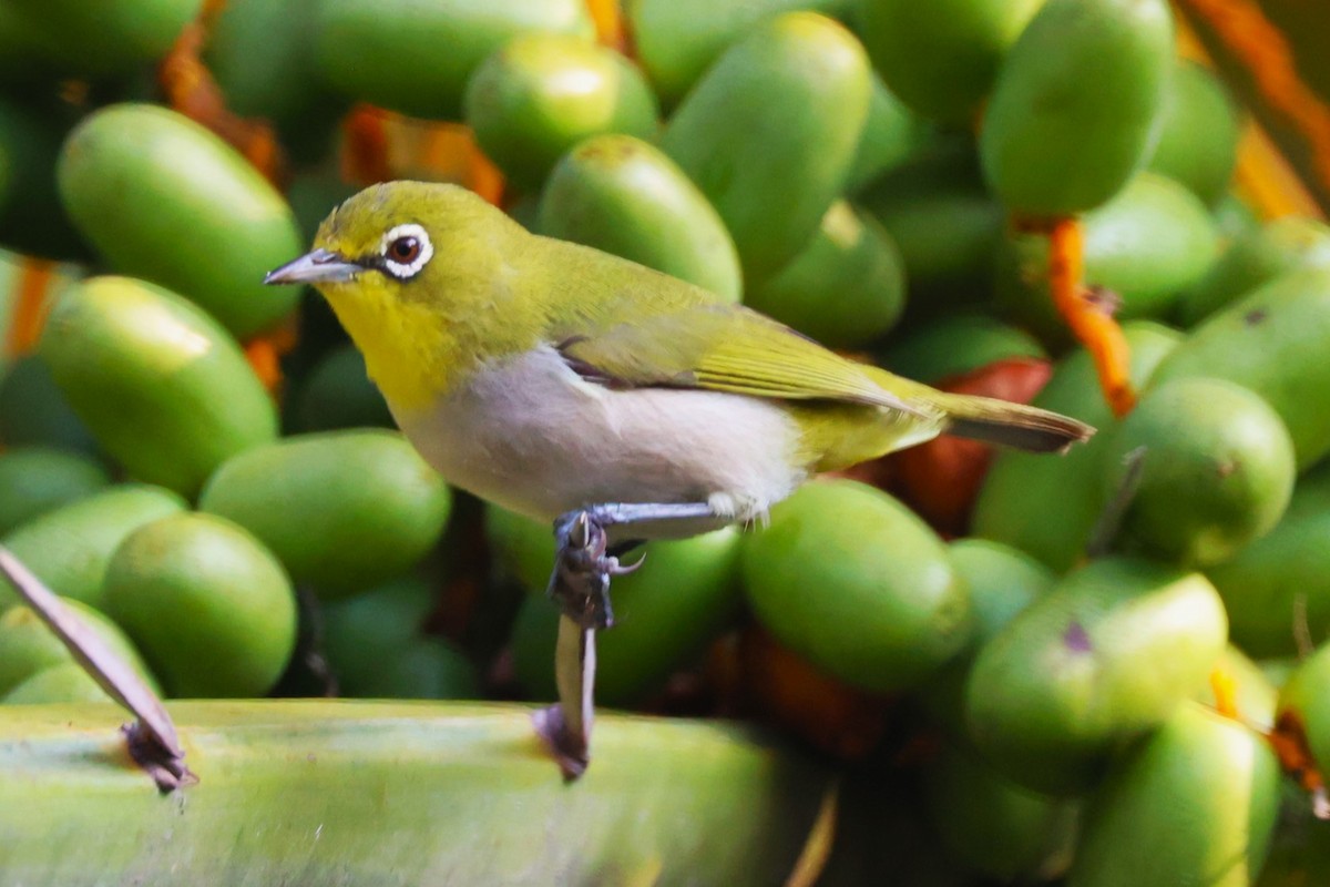 Socotra White-eye - ML617173250