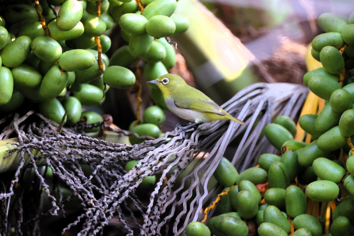 Socotra White-eye - ML617173251