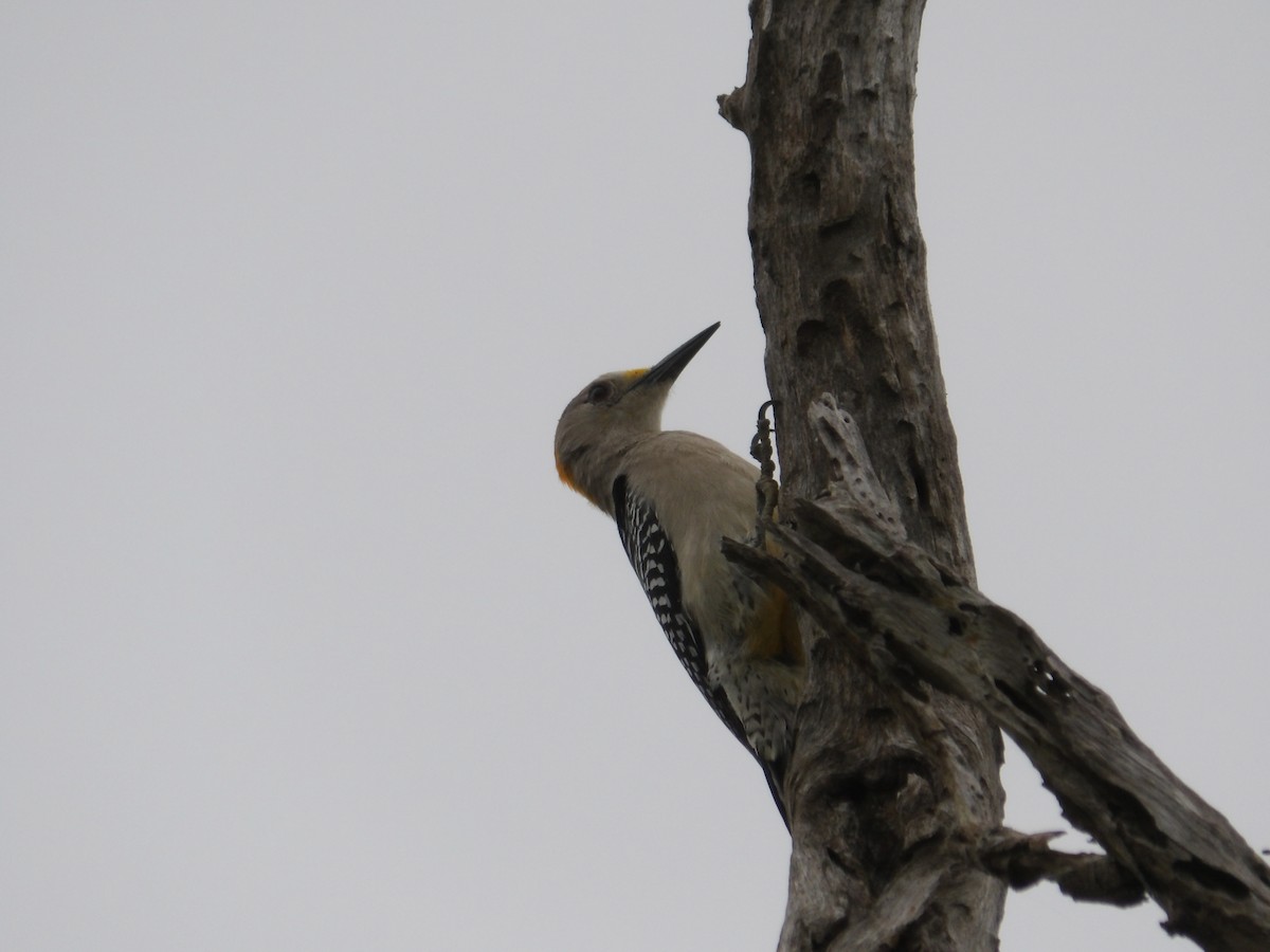 Golden-fronted Woodpecker - ML617173262