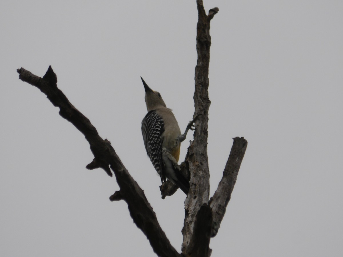 Golden-fronted Woodpecker - ML617173276