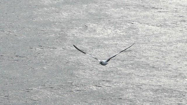 Masked Booby - ML617173312