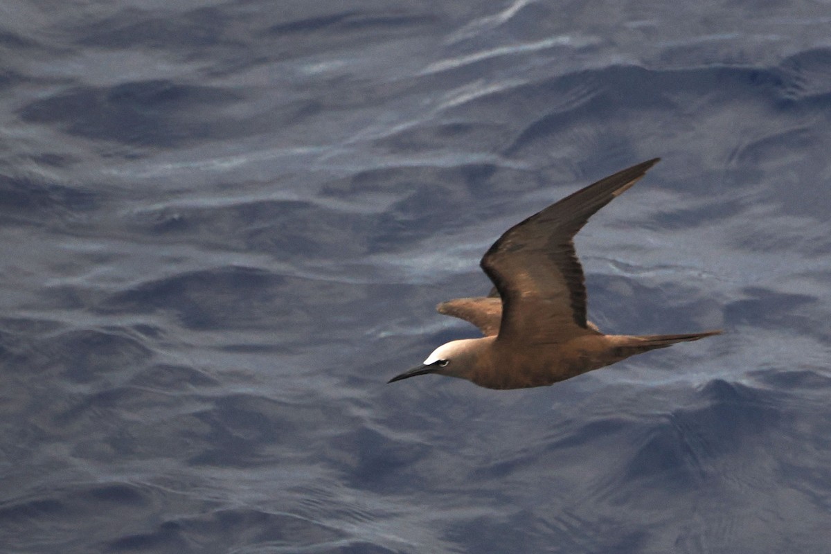 Brown Noddy - ML617173313