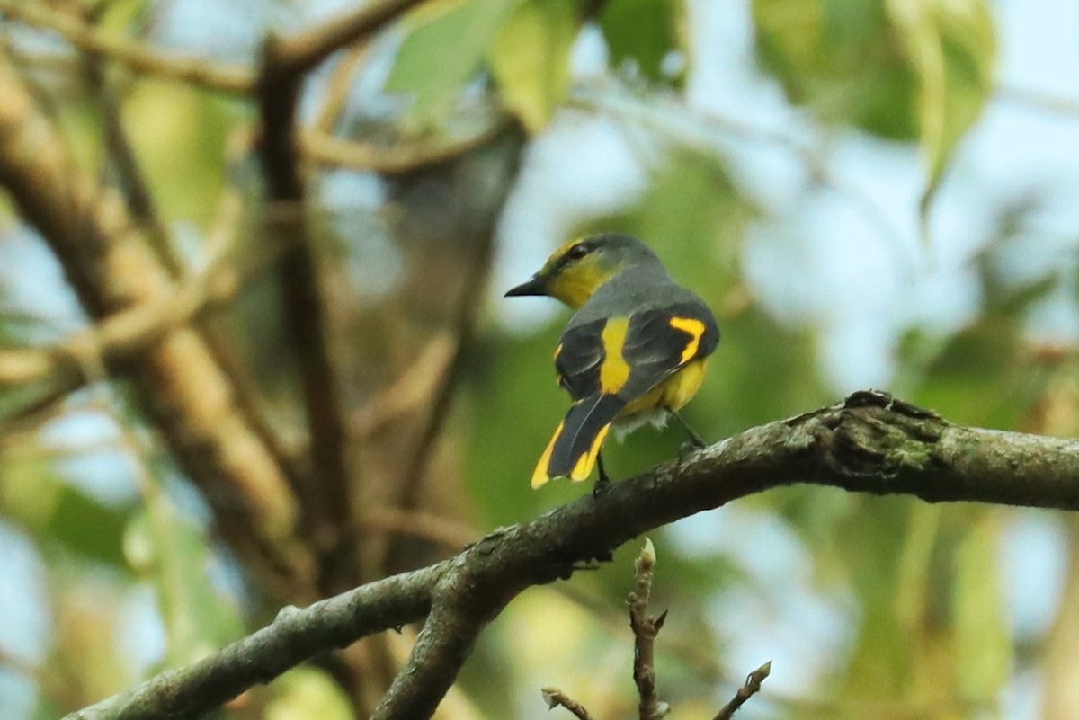 Short-billed Minivet - ML617173332