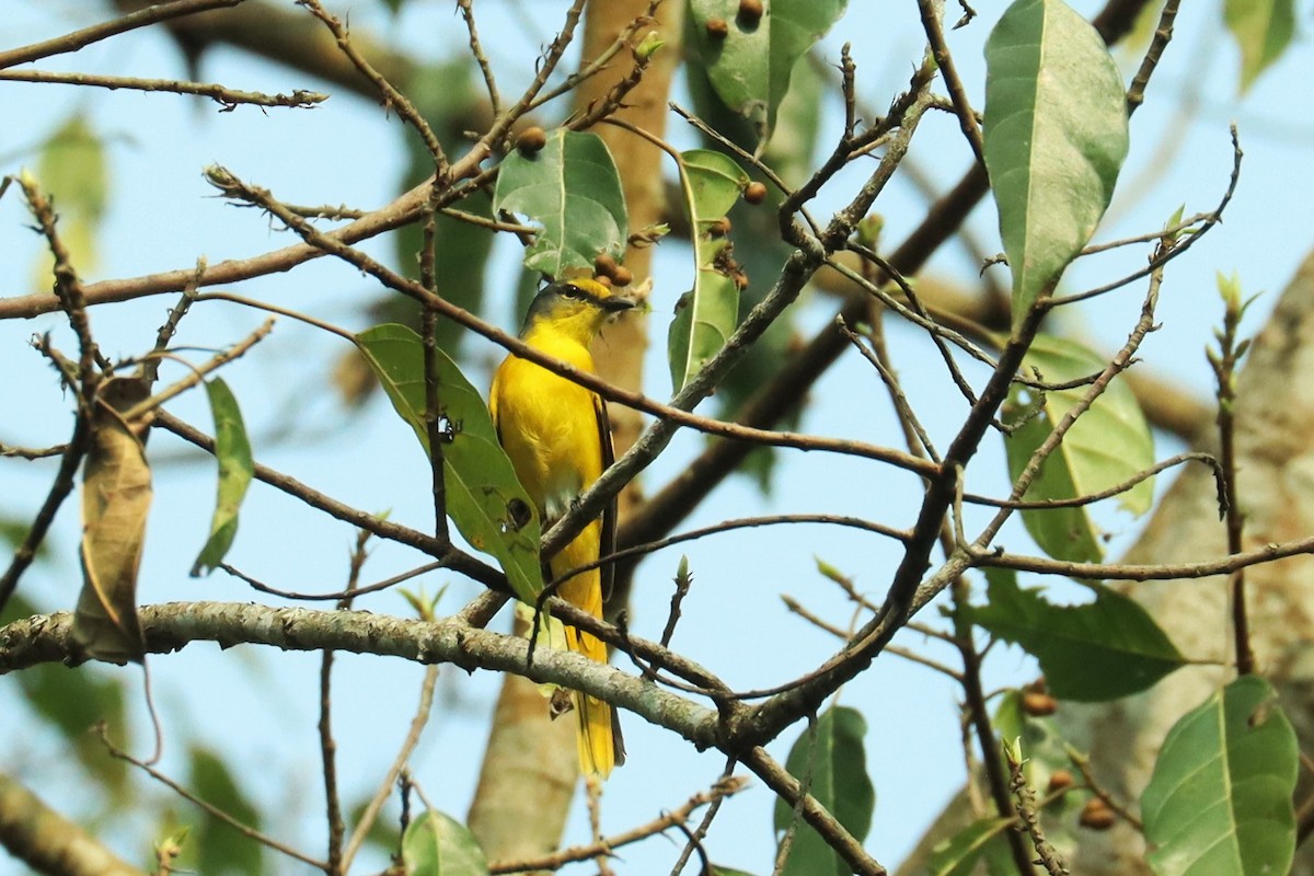 Short-billed Minivet - ML617173333