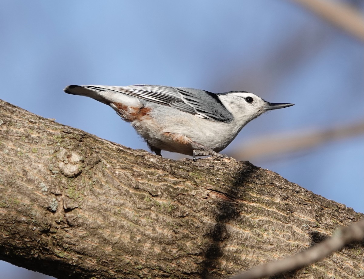White-breasted Nuthatch - ML617173335