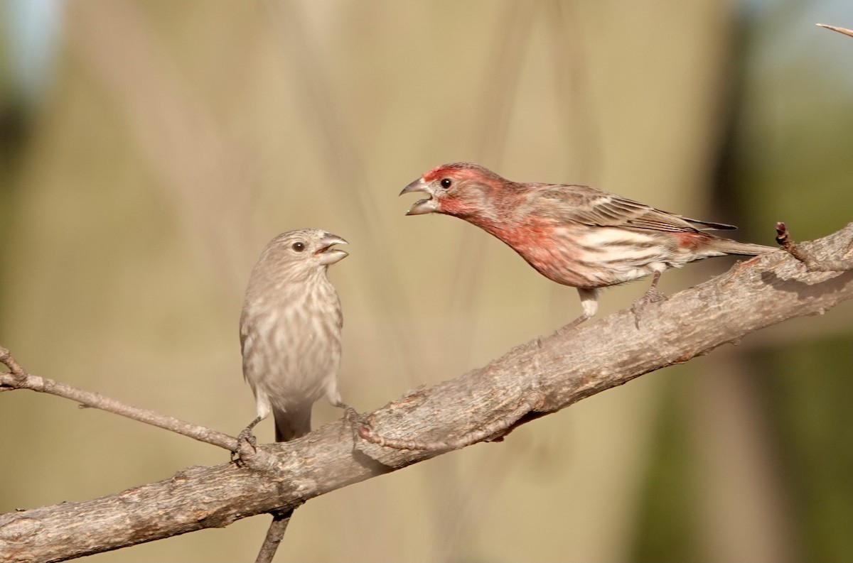 House Finch - ML617173350