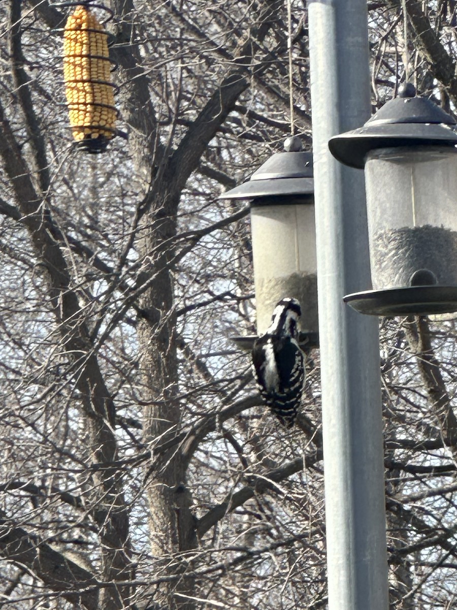 Hairy Woodpecker - ML617173379