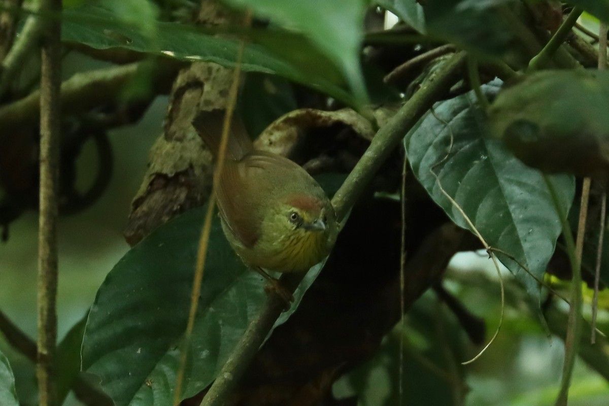 Pin-striped Tit-Babbler - ML617173432