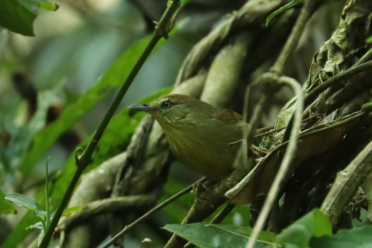 Pin-striped Tit-Babbler - ML617173433