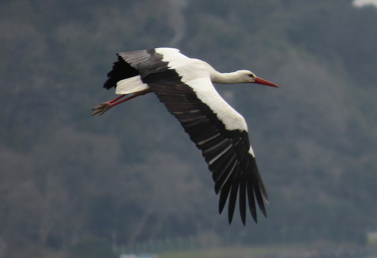 White Stork - ML617173453