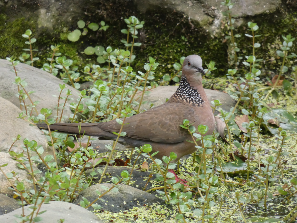 珠頸斑鳩 - ML617173516