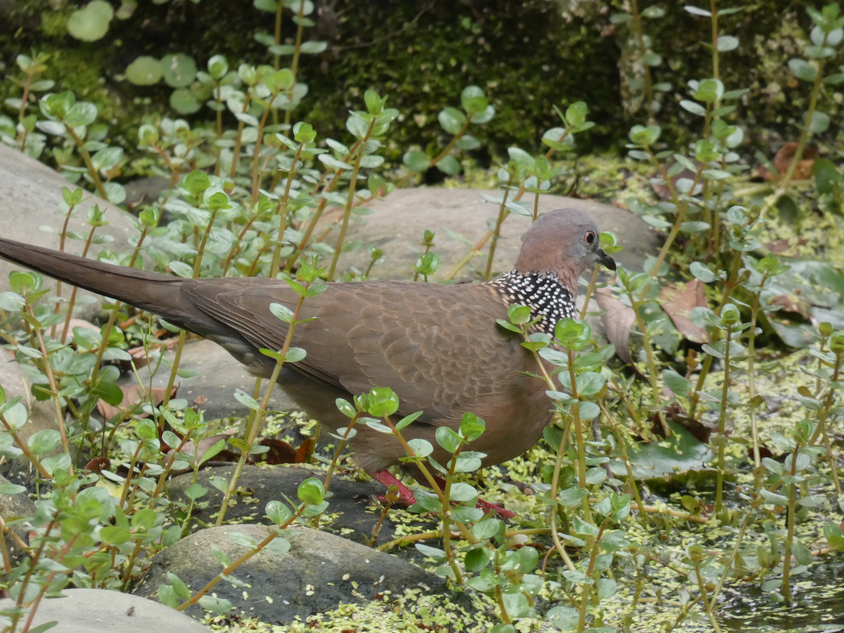 Spotted Dove - ML617173517