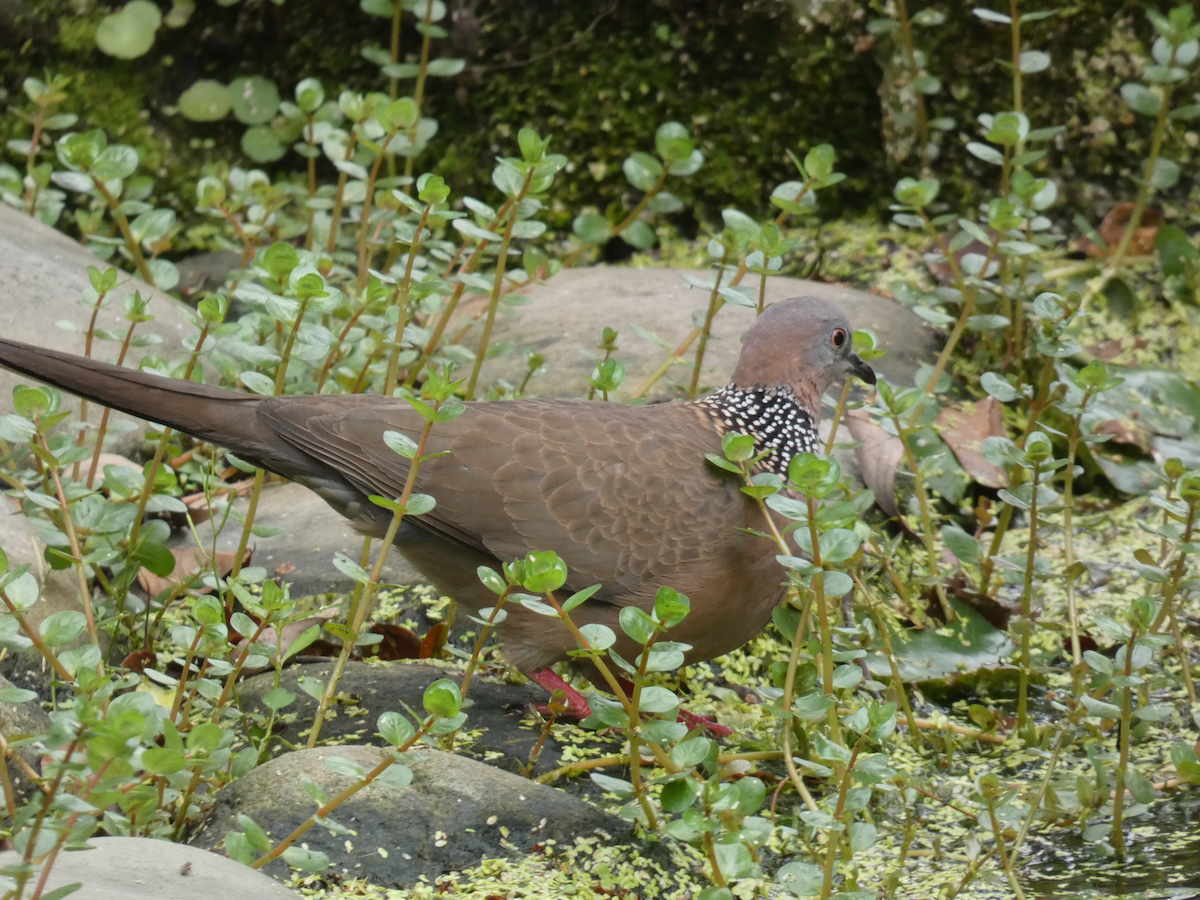 珠頸斑鳩 - ML617173517